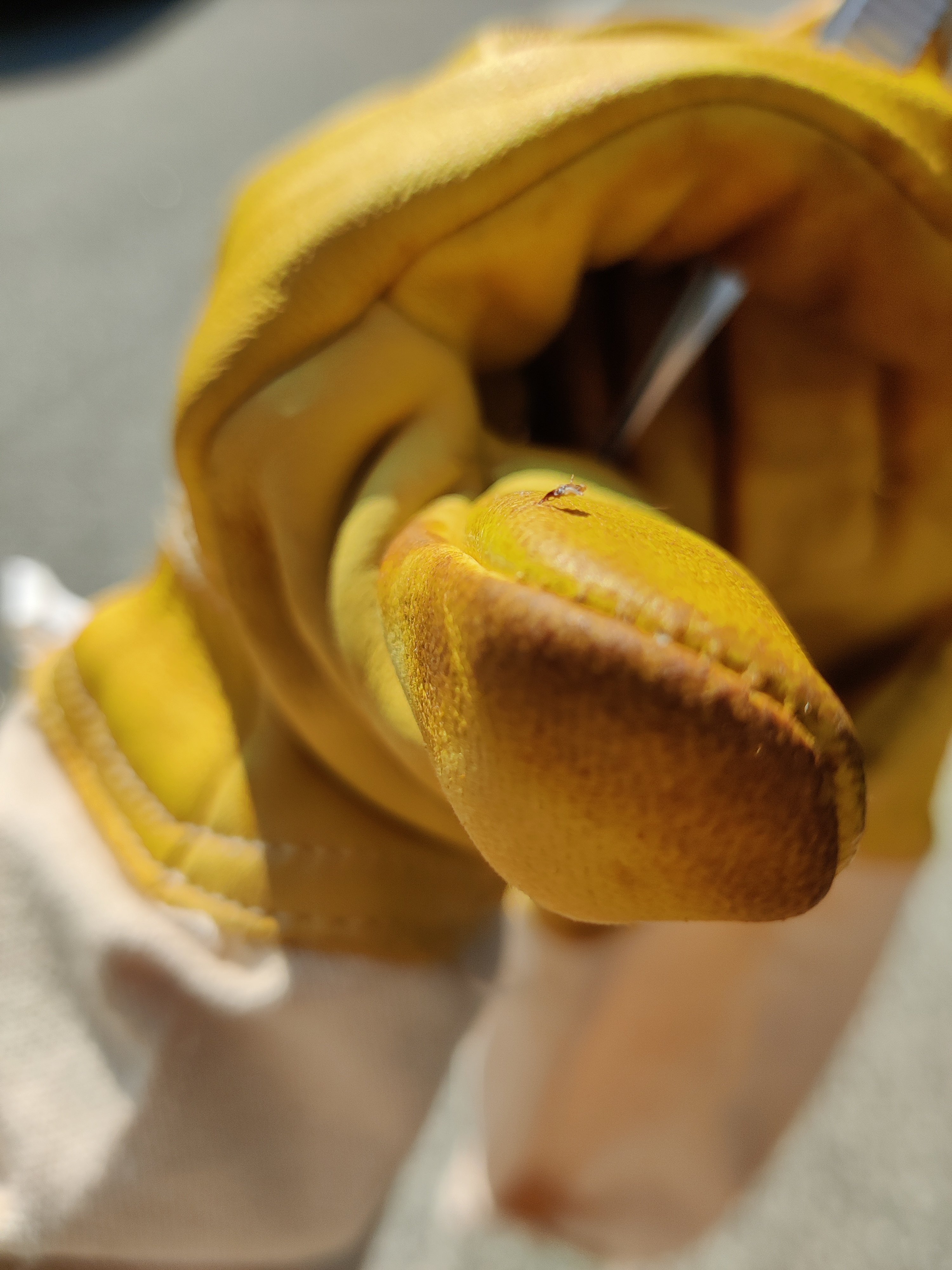 Stinger of Apis Dorsata on a glove