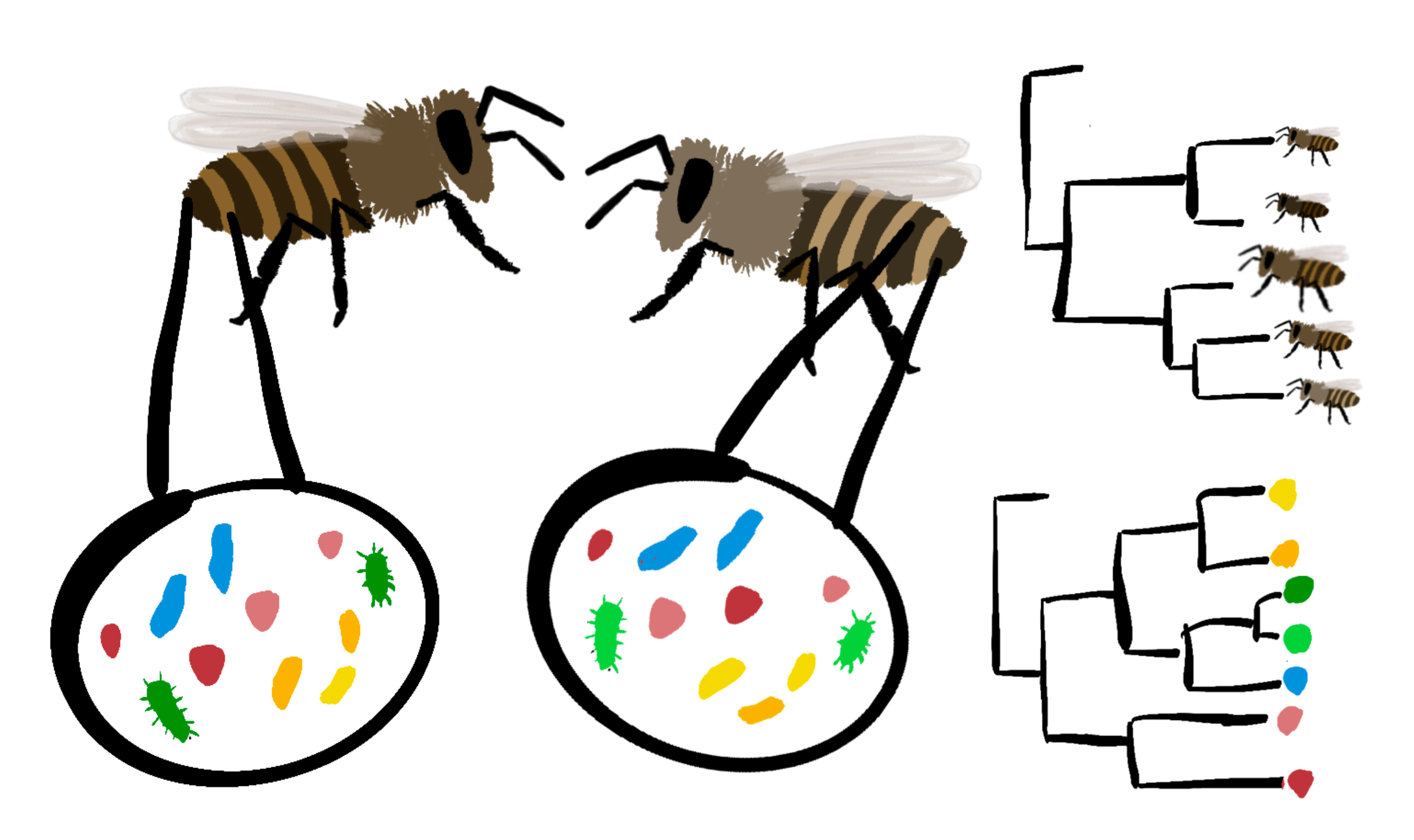 Drawing of honeybee gut microbiome research scheme