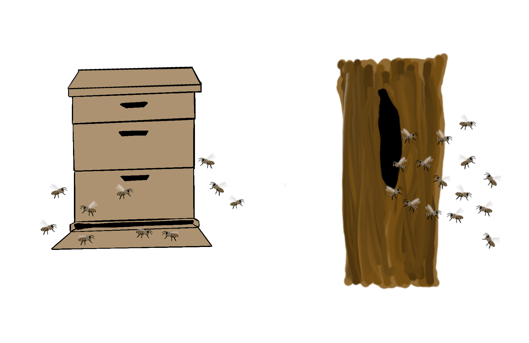 Drawing of wild and managed honeybees